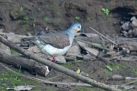 White-tipped Dove