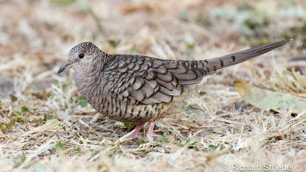 Colombe inca