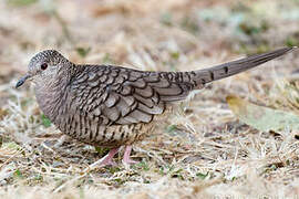 Inca Dove