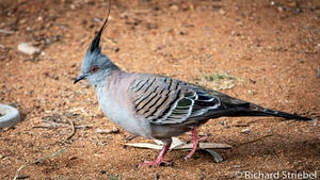 Crested Pigeon