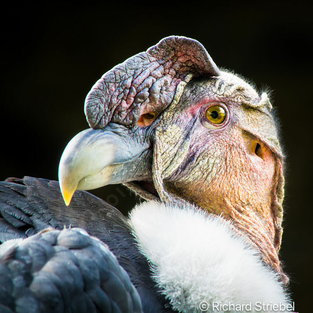 Condor des Andes