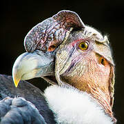 Andean Condor