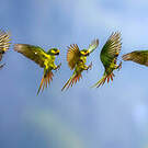 Conure à joues d'or