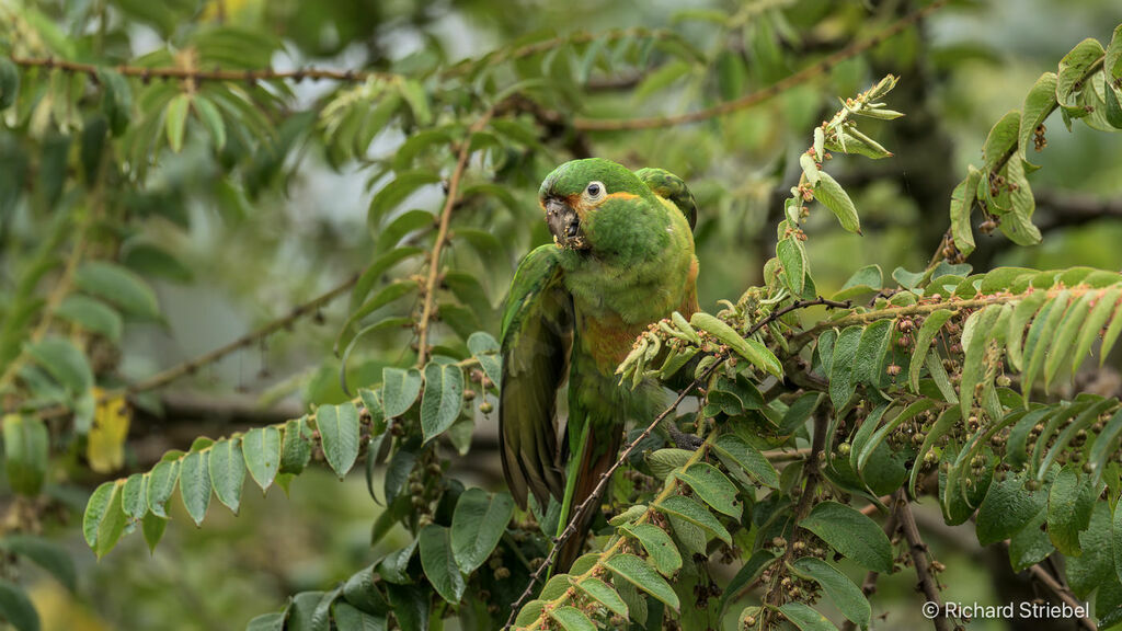 Conure à pinceaux d'oradulte, régime