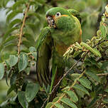 Conure à pinceaux d'or
