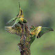 Conure à pinceaux d'or