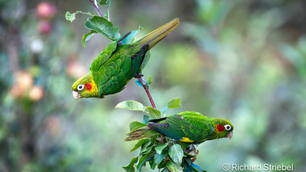 Sulphur-winged Parakeet