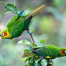 Conure de Hoffmann