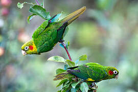 Sulphur-winged Parakeet