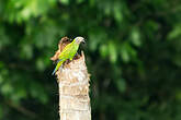 Conure de Weddell