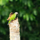 Conure de Weddell