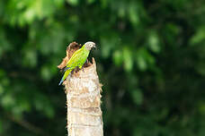 Conure de Weddell