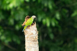 Dusky-headed Parakeet