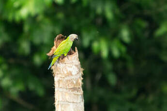 Conure de Weddell