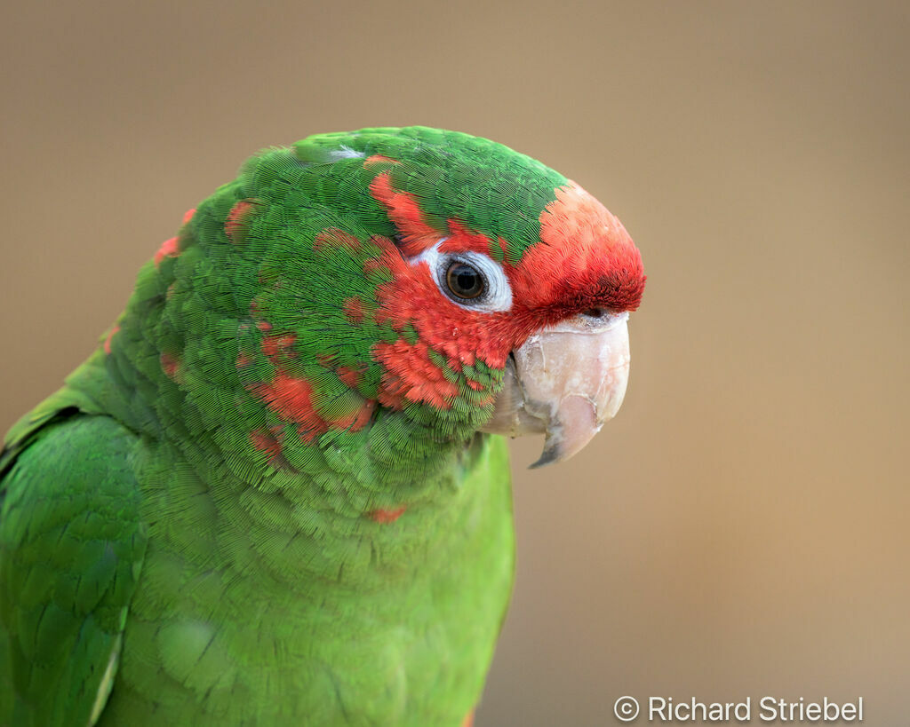 Conure mitrée