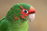 Conure mitrée