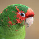 Conure mitrée