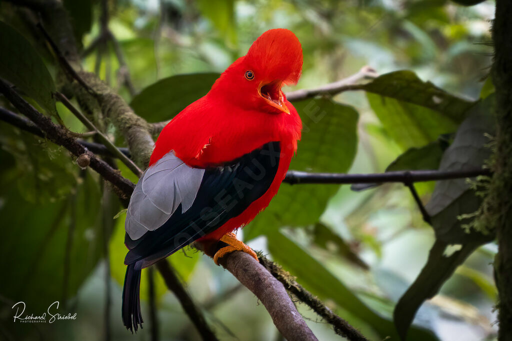 Andean Cock-of-the-rock male adult breeding