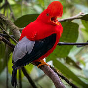 Andean Cock-of-the-rock