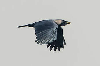 Corbeau familier
