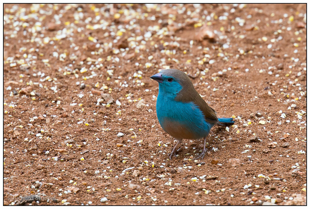 Blue Waxbill male