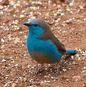 Blue Waxbill