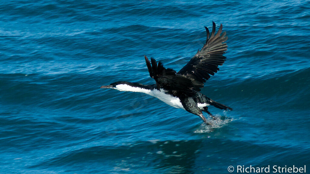 Cormoran de Tasmanie