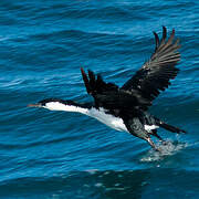 Black-faced Cormorant