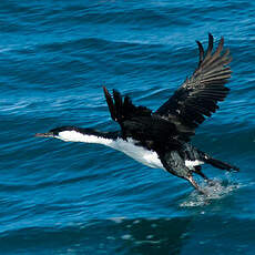 Cormoran de Tasmanie