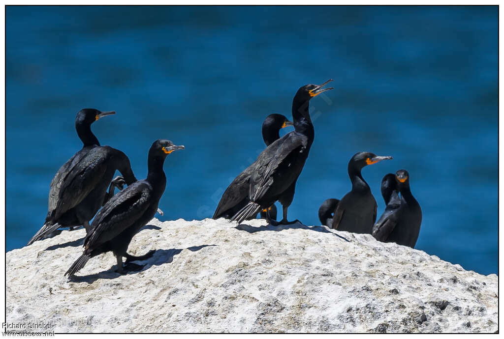 Cape Cormorantadult, habitat, pigmentation, Behaviour