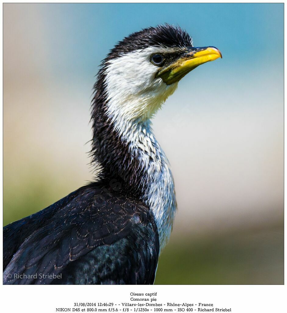 Little Pied Cormorant