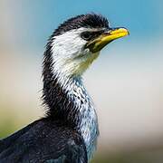 Little Pied Cormorant