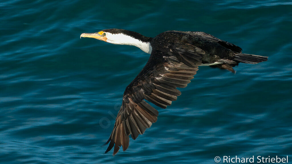 Cormoran varié