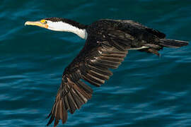 Australian Pied Cormorant