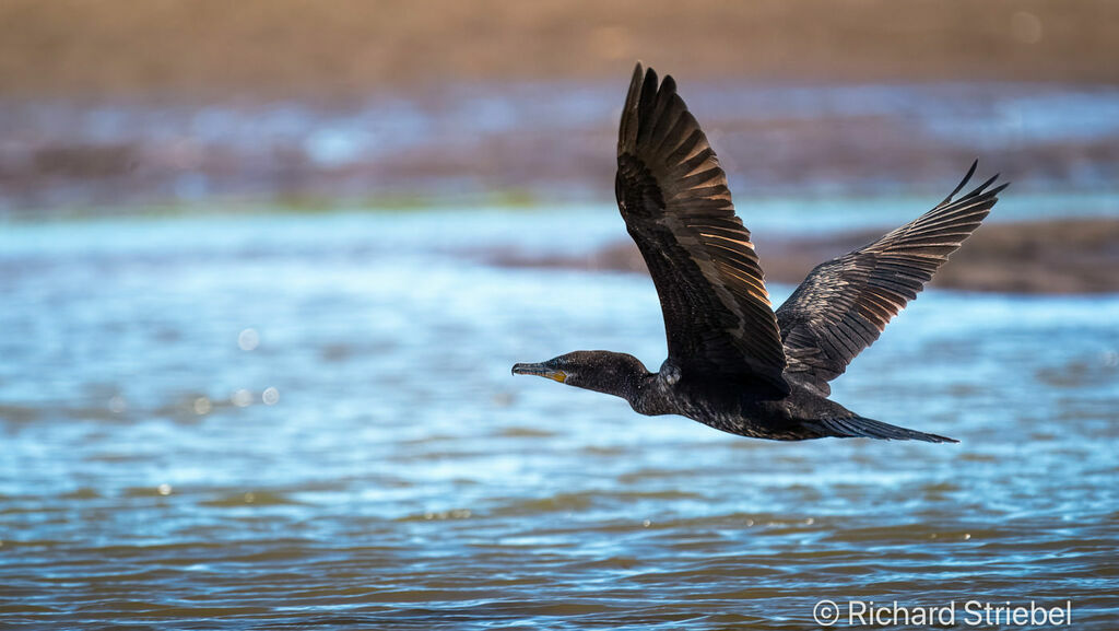 Neotropic Cormorant