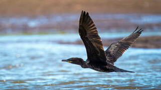 Neotropic Cormorant