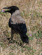 Hooded Crow