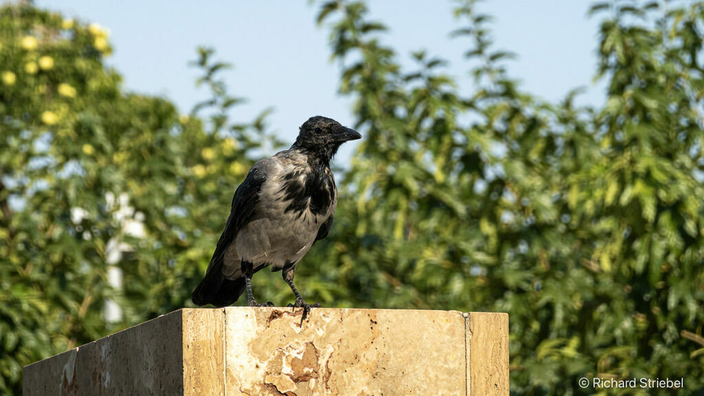 Hooded Crow