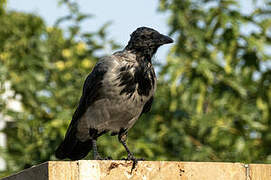 Hooded Crow