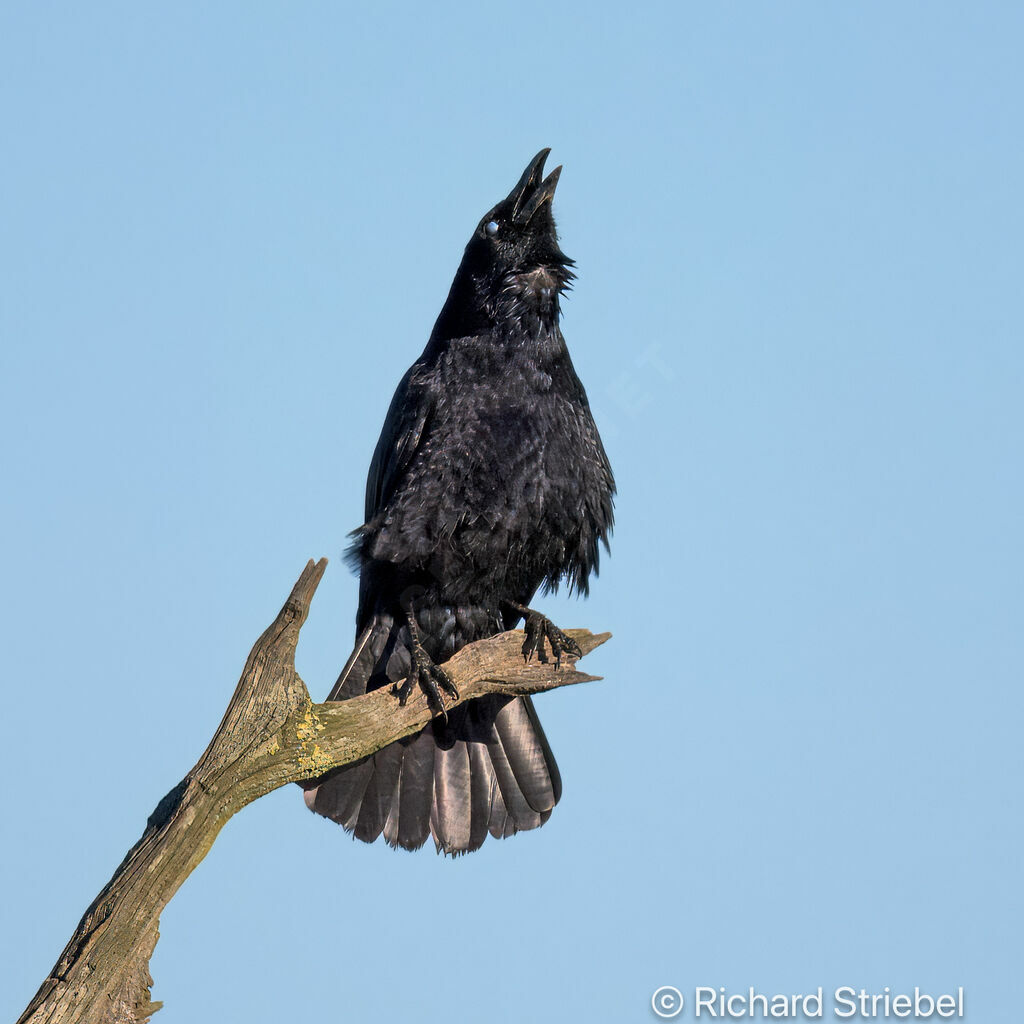 Carrion Crow