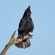 Carrion Crow