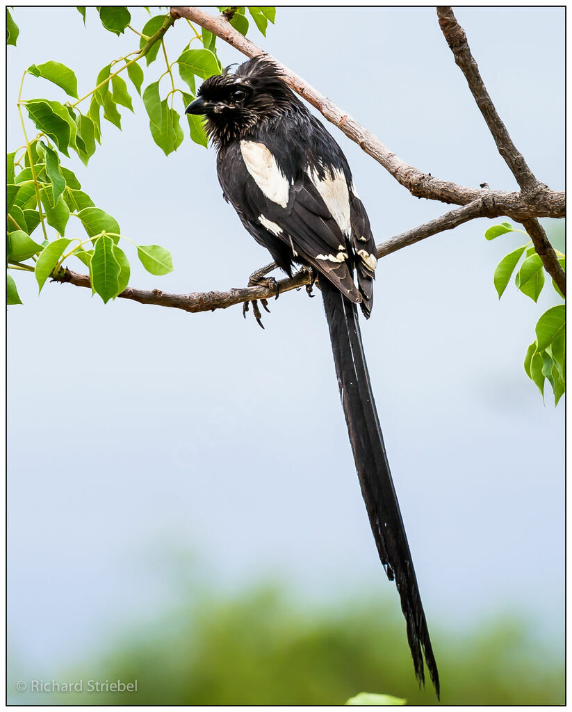 Magpie Shrikeadult