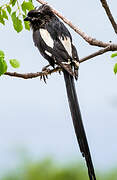 Magpie Shrike