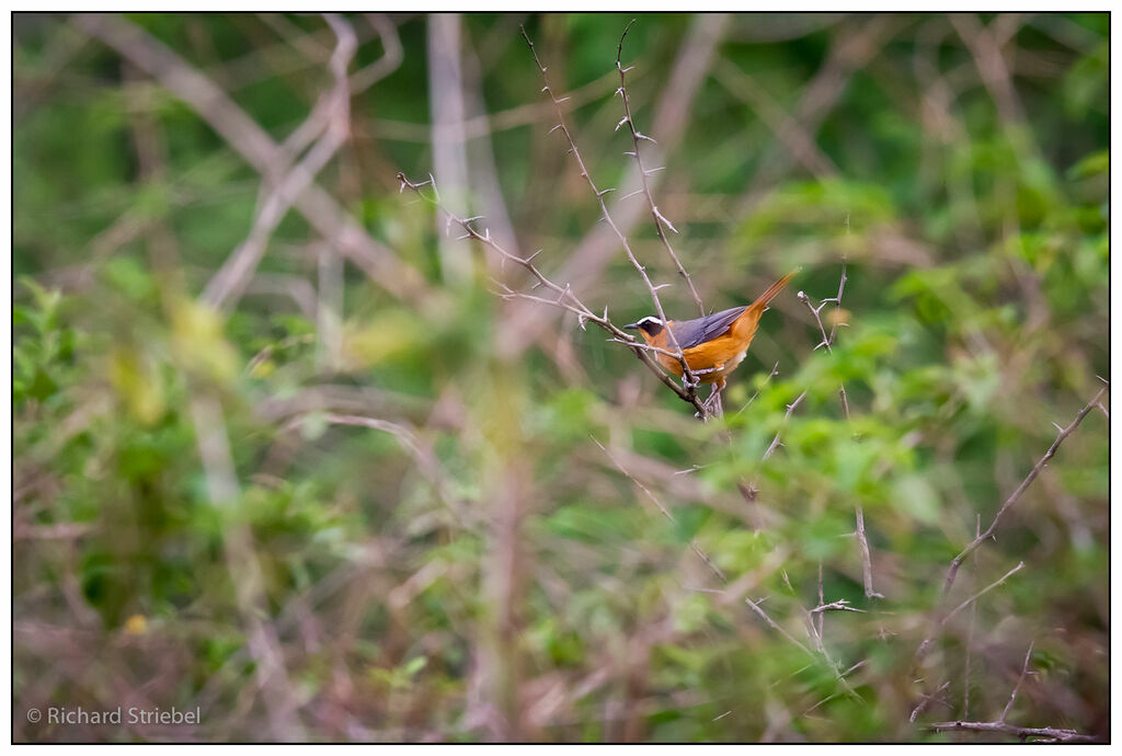 White-browed Robin-Chat