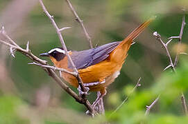 White-browed Robin-Chat