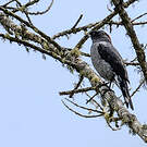 Cotinga à huppe rouge