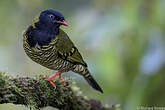 Cotinga barré