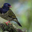 Cotinga barré