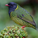 Cotinga vert et noir