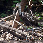 Limpkin